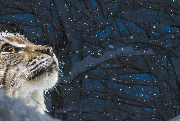 Lynx - Cinéma Les etoiles -Bruay La Buissière