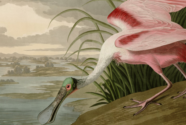 Birds of america - Cinéma Les Étoiles - Bruay la Buissière