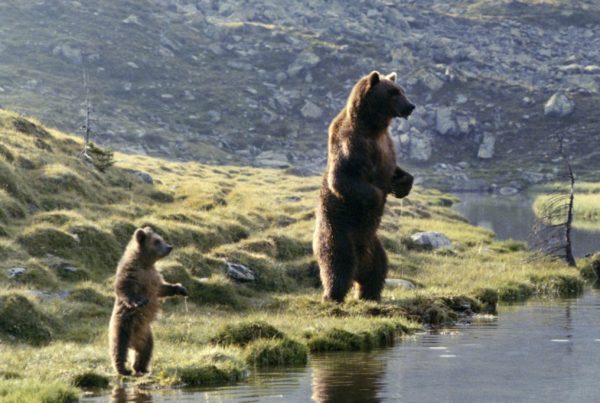 L'Ours - Cinéma Les Étoiles - Bruay la Buissière