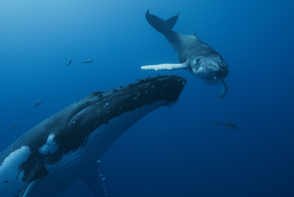 Les Gardiennes de la Planète - Cinéma Les Etoiles - Bruay la Buissière
