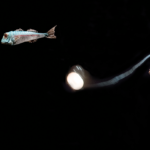 Ciné Spectacle - 20 000 Lieues sous les mers - Dimanches 10 et 17 décembre à 16h - - Cinéma Les Étoiles - Bruay la Buissière