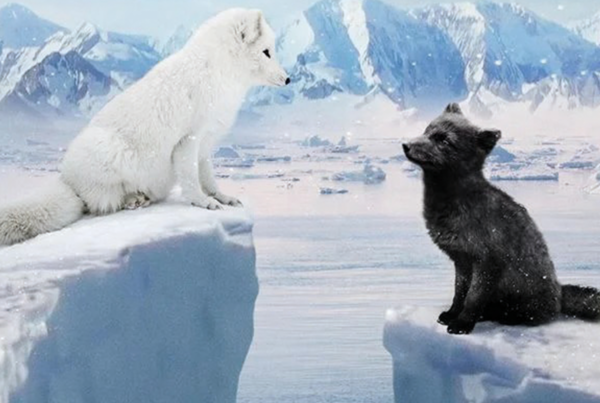 Kina & Yuk : renards de la banquise - Cinéma Les Étoiles - Bruay la Buissière